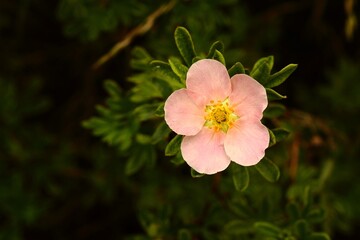 Powder pink flower