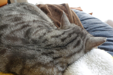 寝ているサバトラ猫
