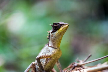 Masked spiny lizard