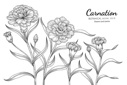 Carnation Outline Images – Browse 2,409 Stock Photos, Vectors, and