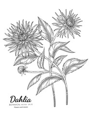 Dahlia flower and leaf hand drawn botanical illustration with line art on white backgrounds.