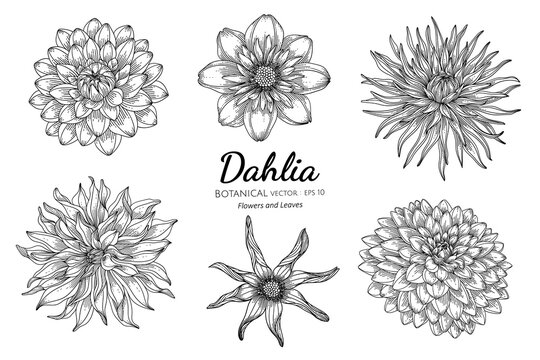 Set of Dahlia flower and leaf hand drawn botanical illustration with line art on white backgrounds.