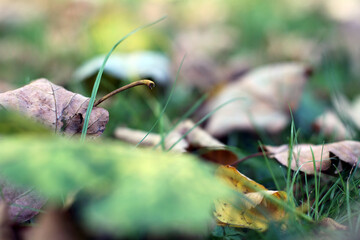 Leafs
