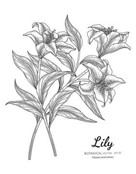 Lily flower and leaf hand drawn botanical illustration with line art on white backgrounds.