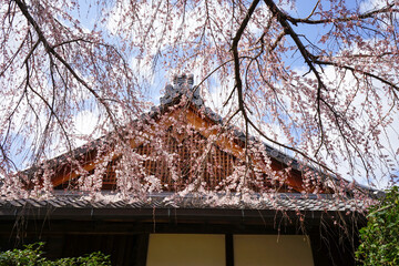 本満寺の枝垂れ桜