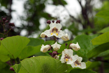 sch&ouml;ne bl&uuml;te am strauch