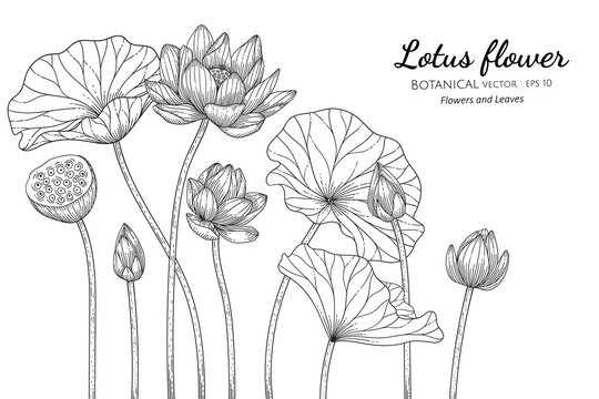Lotus flower and leaf hand drawn botanical illustration with line art on white backgrounds.