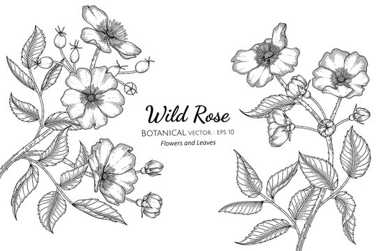 Wild rose flower and leaf hand drawn botanical illustration with line art on white backgrounds.