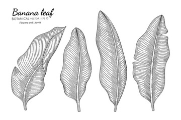 Banana leaf hand drawn botanical illustration with line art on white backgrounds.