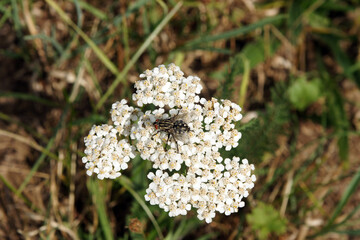 schafgarbe nahaufnahme