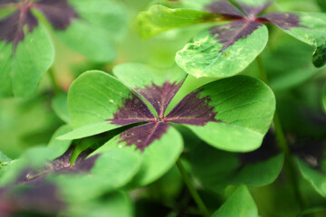 kleeblatt naaufnahme