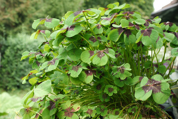 kleeblatt im wald