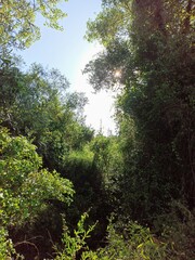 green forest in the morning