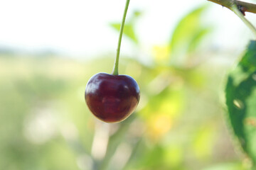 saftige kirsche nahaufnahme