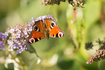butterfly on flower