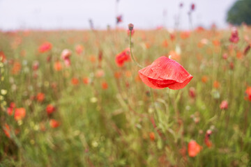 Meadow with beautiful bright red poppy flowers in spring. High-quality photo