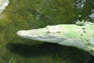 hellgrünes Krokodil