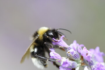 Bee in action