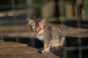 Cats  resting  in a cage