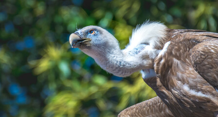 Vulture with Blue face