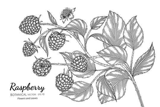 Raspberry hand drawn botanical illustration with line art on white backgrounds.