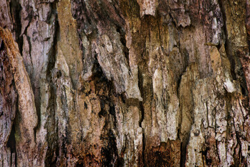The bark of the brown vertical tree