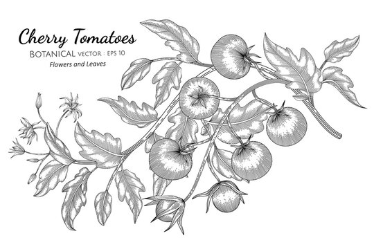 Cherry Tomato Hand Drawn Botanical Illustration With Line Art On White Backgrounds.