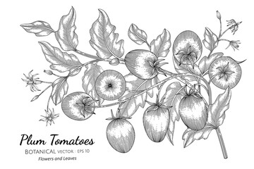 Plum tomato hand drawn botanical illustration with line art on white backgrounds.
