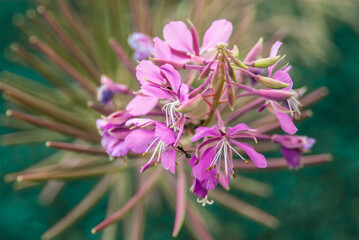 close up of a flower