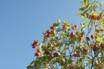 hagebutten am strauch und blauer himmel