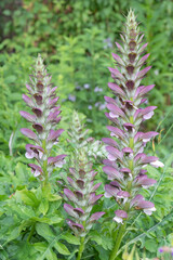 Acanthus spinosus Stacheliger Bärenklau
