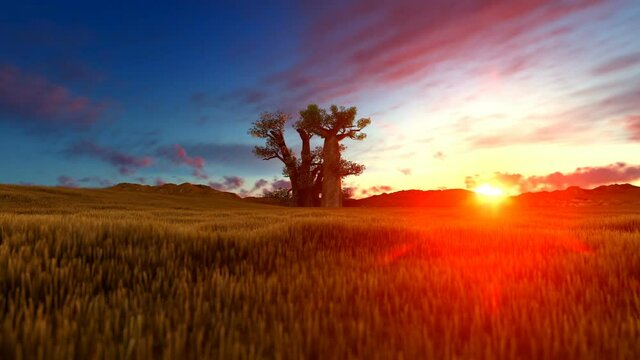 Baobab tree on African landscape at sunset