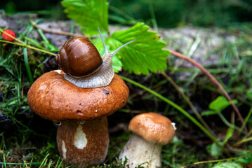  A garden snail sits on a large wet mushroom, and another smaller mushroom grows nearby.