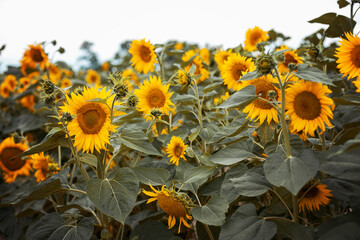 
Blooming sunflowers field