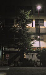 Night view of a tall tree illuminated by a streetlamp on a side street near Akihabara Station in Chiyoda City, Tokyo