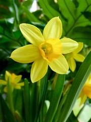 Fototapeta na wymiar yellow daffodil flower