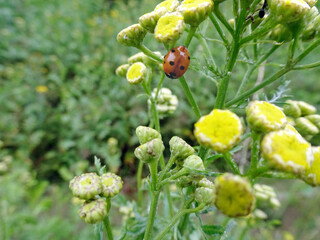 lady bug on yellow flower