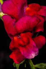 Snapdragon Flower Close-up (Antirrhinum spec.)