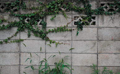 A weathered concrete block wall with vines growing along the top and grass growing near the base