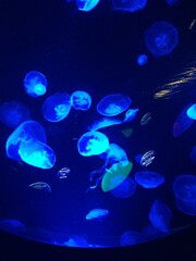 Neon Jellyfish