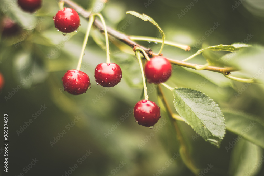 Wall mural red cherries berry in a sunny day with blurred cherry orchard in the background. harvesting