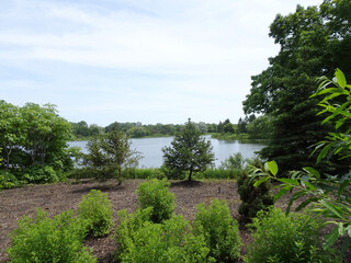 little pond with trees around in a park