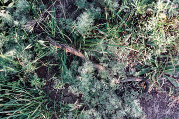 A dry dead snake among green grass and vegetation. Dried dark snakeskin with damage and holes in the wild