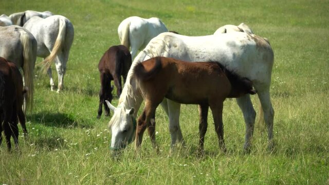 Lipizzan horses graze on a green meadow.