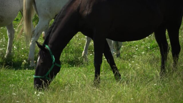 Lipizzan horses graze on a green meadow.