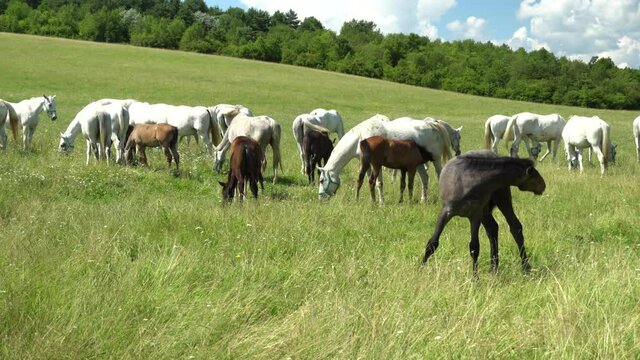 Lipizzan horses graze on a green meadow.