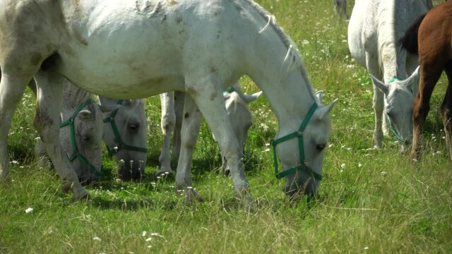 Lipizzan horses graze on a green meadow.