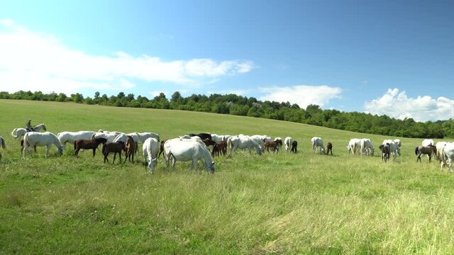 Lipizzan horses graze on a green meadow.