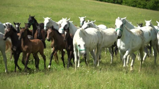 Lipizzan horses graze on a green meadow.