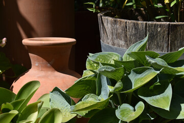 mediterraner Garten mit Krug und Holztopf, grüne Blätter für Gartengestaltung, südliches...